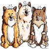 Icelandic Sheepdog Team