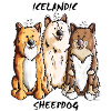 Islandhund Trio