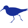 Sandpiper