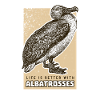 albatross
