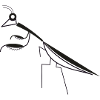 praying mantis