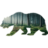 Bär Grizzlybären Teddybär Wald Mondschein