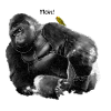 Gorilla