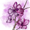 Cherry Blossom Sakura