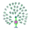 Peacock animal