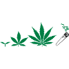 Cannabis development