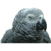 Gray parrot portrait