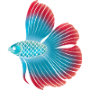 Betta