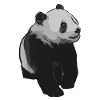 panda