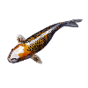 Carp koi
