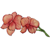 Pink orchid