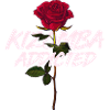 Kiz addiction