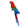 Parrot