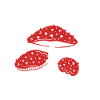 Mushroom mushrooms toadstools Amanita