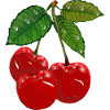 cherries