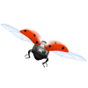 ladybug Marienkäfer