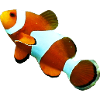 Nemo