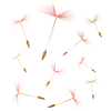 Fleur