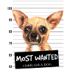Chihuahua Most Wanted