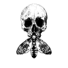Moth skull