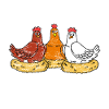 Chicken Hens