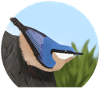 jz.birds nuthatch bird illustration