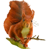 Squirrel Bambiii
