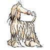 Funny Afghane Hound