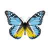 Papillon Drapeau De Ste Lucie