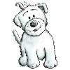 Cute Malteser