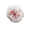 Flower 01 - Peony