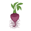 turnip