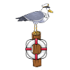 Seagull ⚓️ north ⚓️