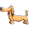 Cute Dachshund