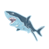 Shark shark