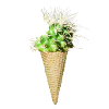 Kaktus-Eis