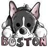 Cute Boston Terrier