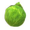 Cabbage the healthy vegetables