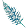 fern