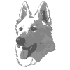 Berger Blanc Suisse
