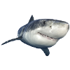 shark
