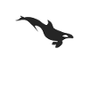 Orca whale