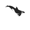 Orca whale