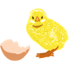 Chick eggshell