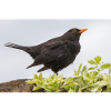 Blackbird (Turdus merula) Blackbird poster