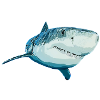 Tiger Shark