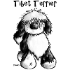 Tibet Terrier