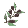 Die Olive
