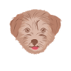 Havanese Havaneser Havanesen