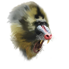 mandrill